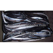 Frozen Pacific Saury Fish